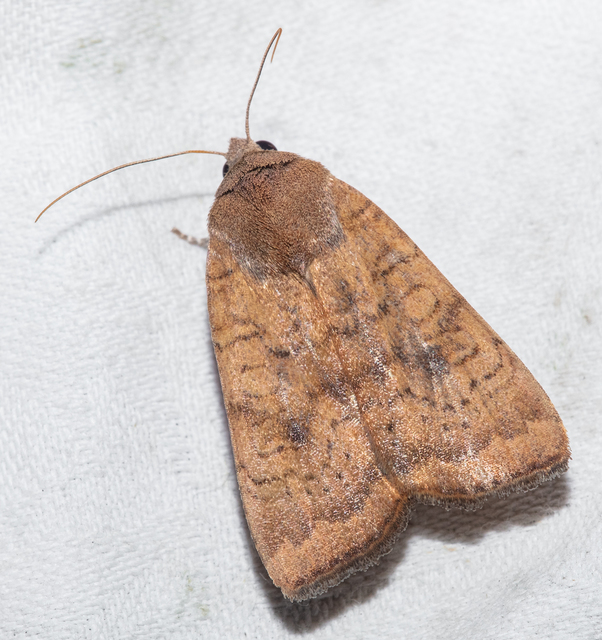Noctua interjecta - zömök sárgafűbagoly