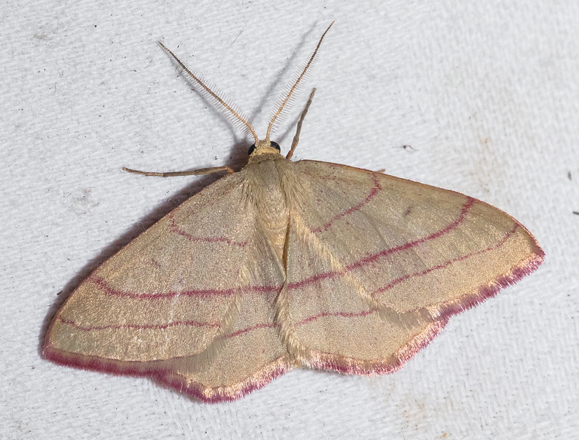 Rhodostrophia vibicaria - pirosszélű araszoló
