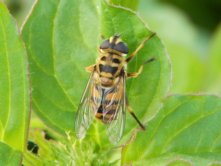 Myathropa florea - halálfejes odúlégy