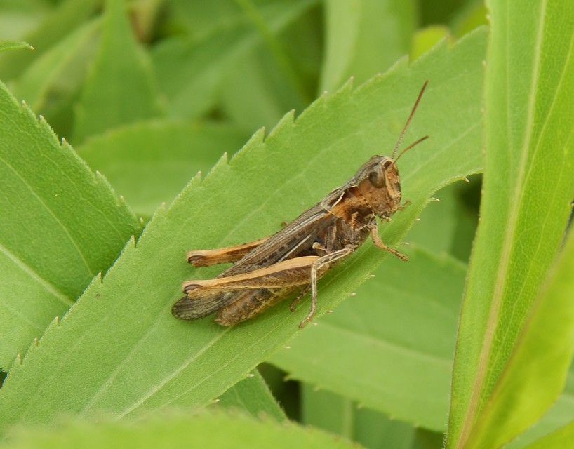 Chorthippus (Glyptobothrus) (subgenus)