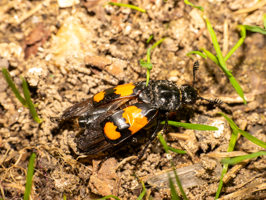 Nicrophorus vespilloides - feketecsápú temetőbogár