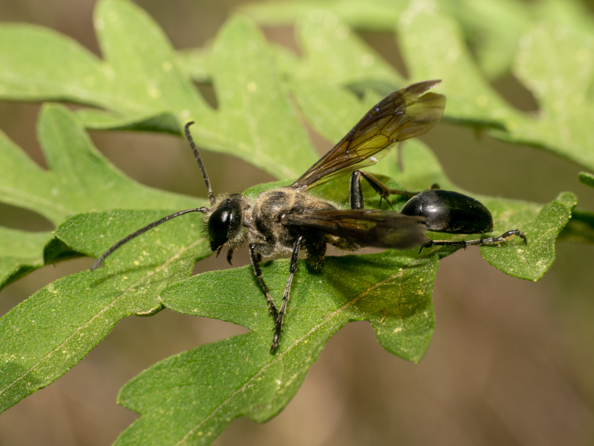 Isodontia mexicana - mexikói fűdarázs