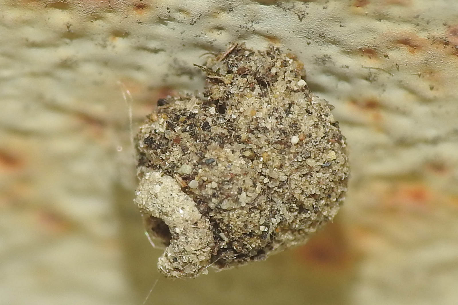Apterona helicoidella - csigahéjas zsákhordólepke