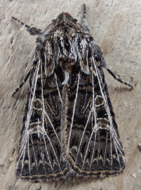 Tholera decimalis - közönséges fésűsbagoly