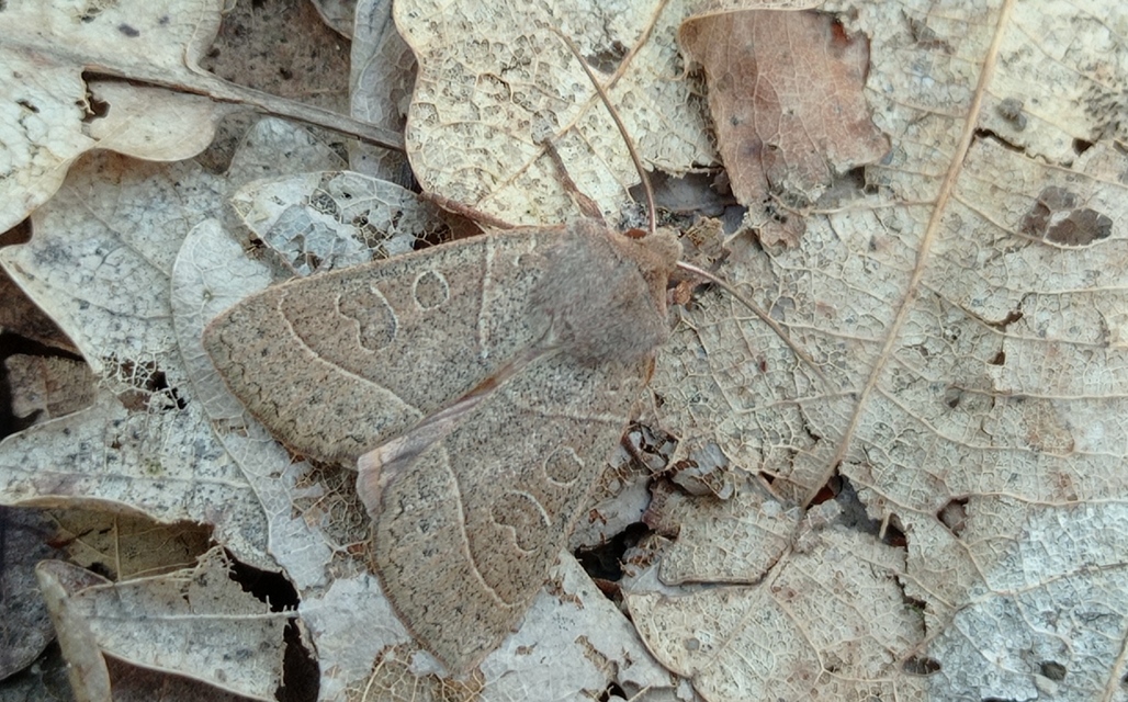 Mesogona acetosellae - madársóskabagoly