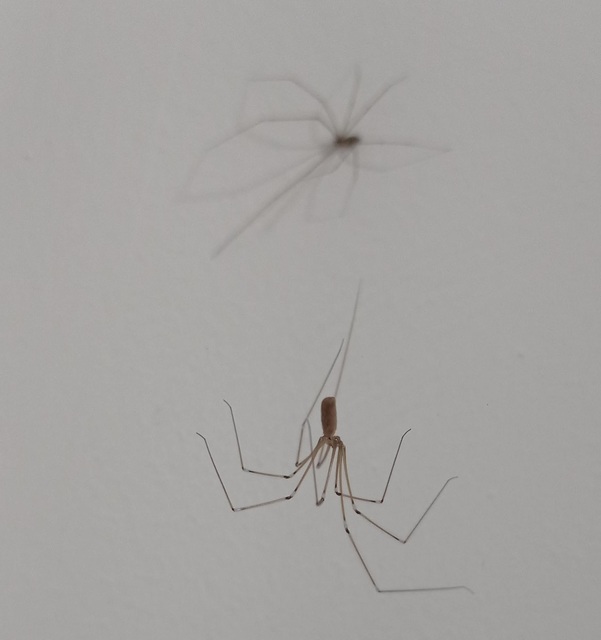 Pholcus phalangioides - nagy álkaszáspók Pholcus phalangioides - nagy álkaszáspók