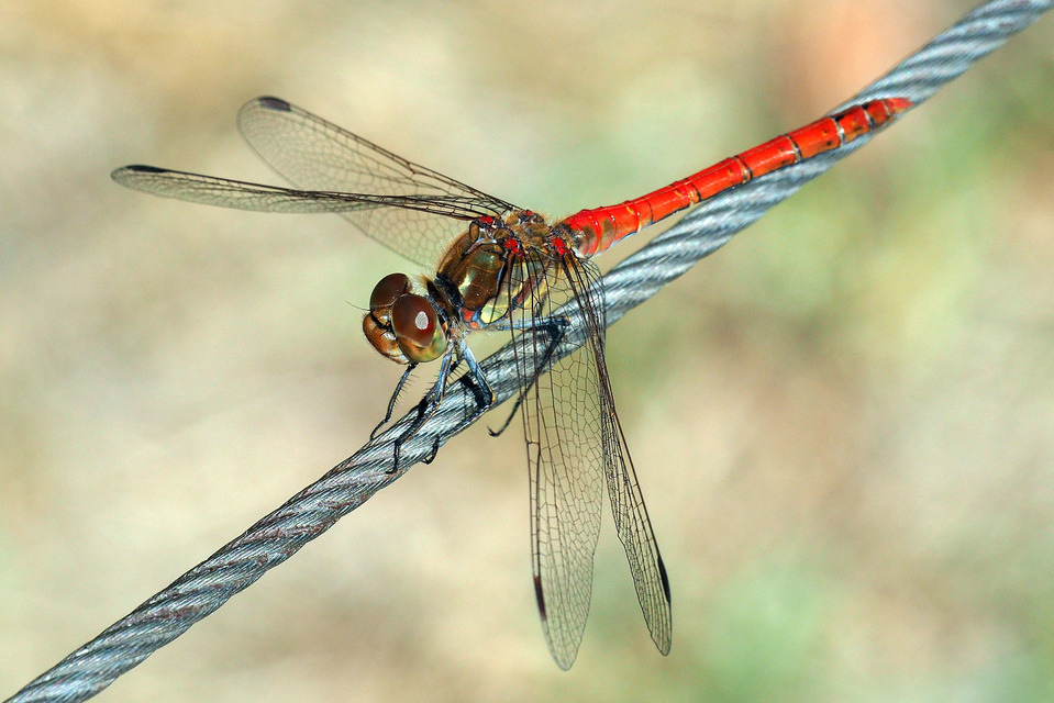 Sympetrum striolatum - harántsávos katona-szitakötő