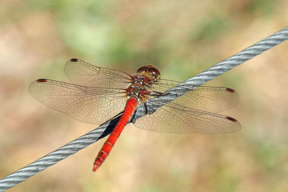 Sympetrum striolatum - harántsávos katona-szitakötő