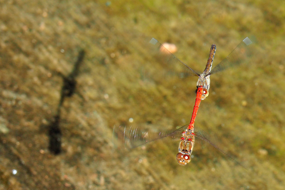Sympetrum striolatum - harántsávos katona-szitakötő
