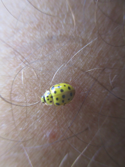 Psyllobora vigintiduopunctata - huszonkétpettyes katica
