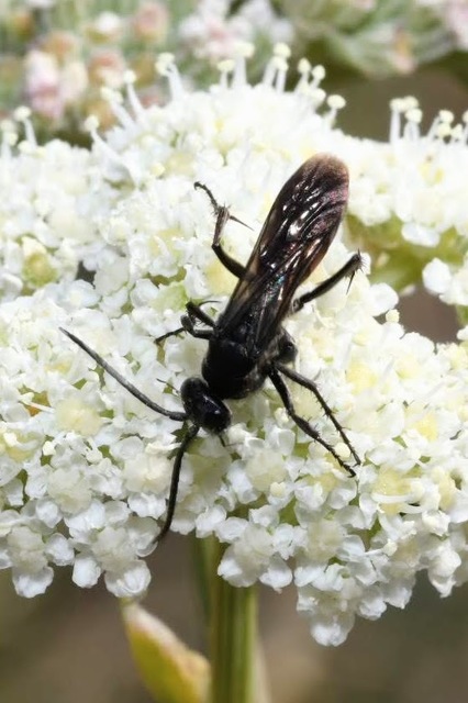 Evagetes