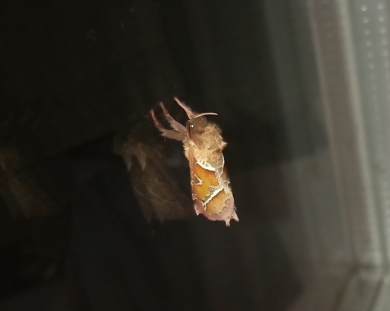 Triodia sylvina - kis gyökérrágólepke