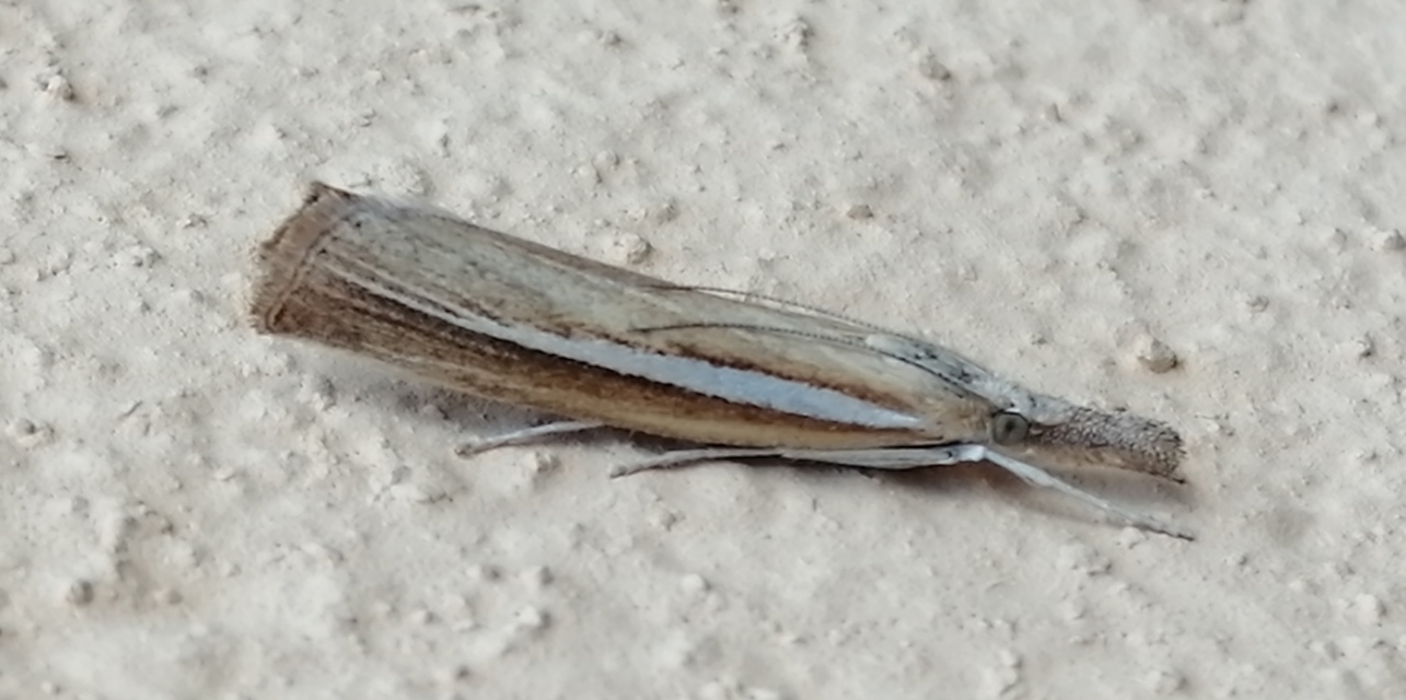 Agriphila