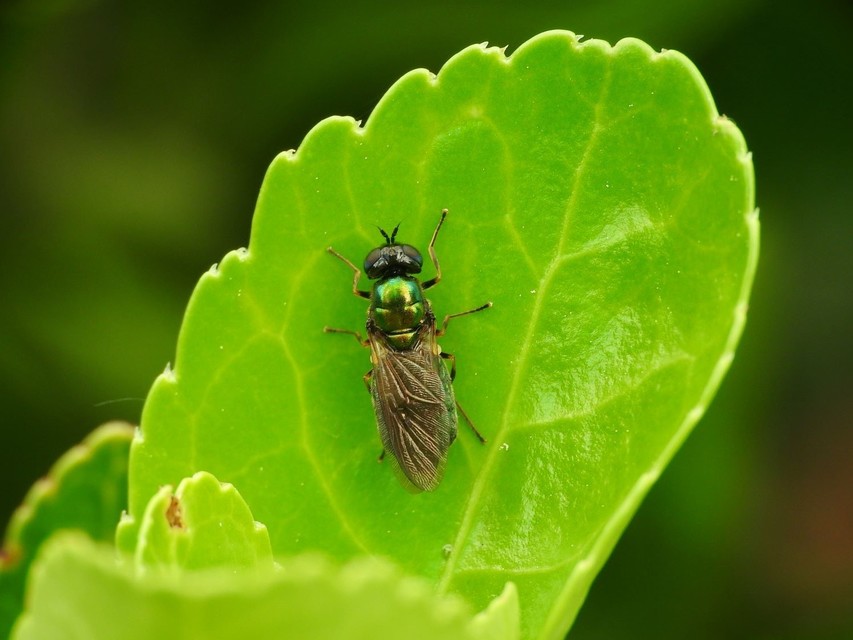 Chloromyia formosa - közönséges fémeslégy