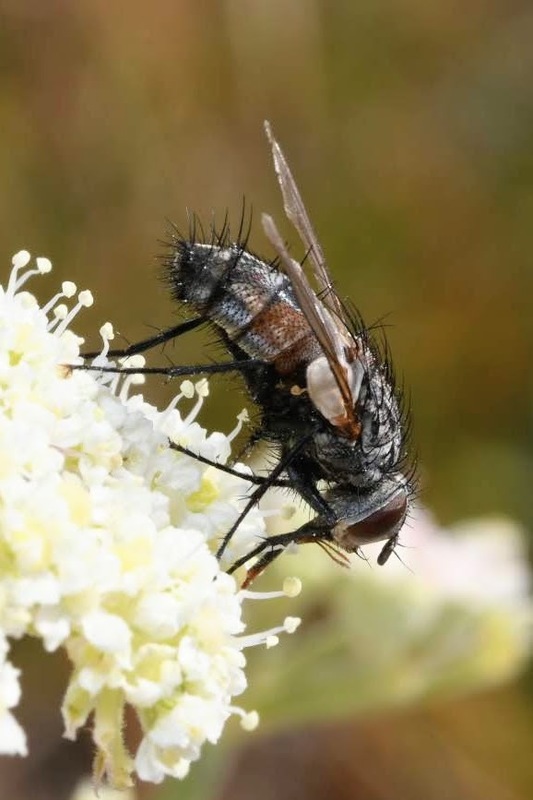 Bithia demotica/modesta