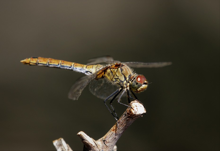 Sympetrum striolatum - harántsávos katona-szitakötő