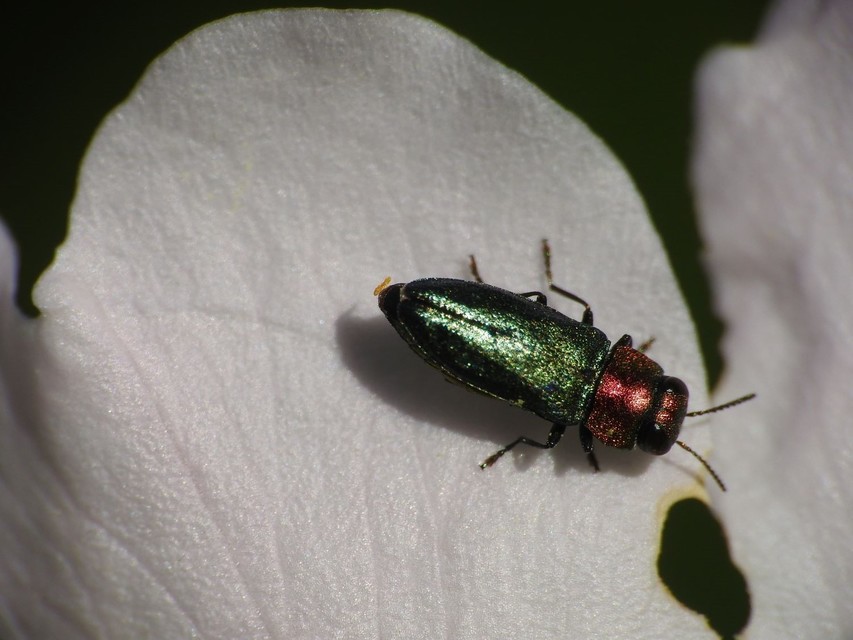 Anthaxia nitidula - ragyogó virágdíszbogár