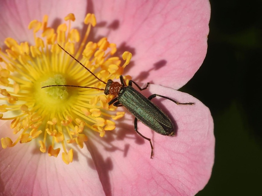Oedemera croceicollis - pirostorú álcincér