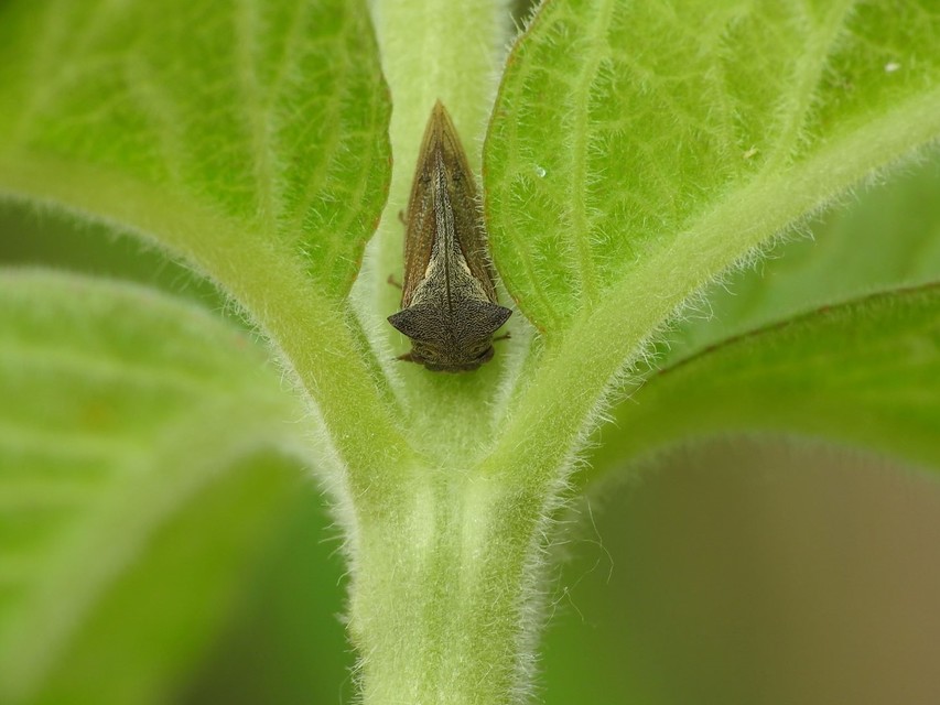 Centrotus cornutus - szarvaskabóca