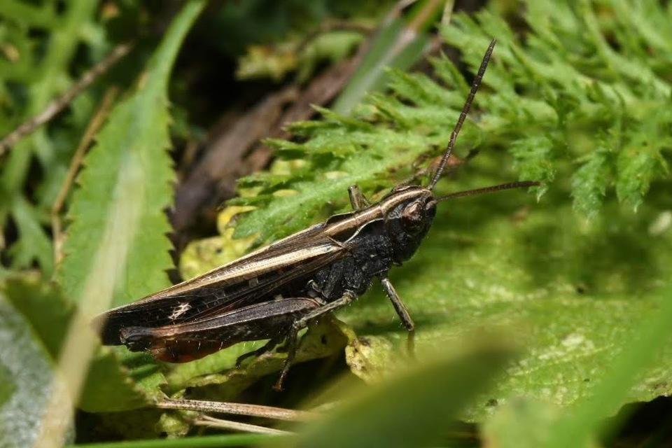Omocestus rufipes - vöröshasú tarlósáska
