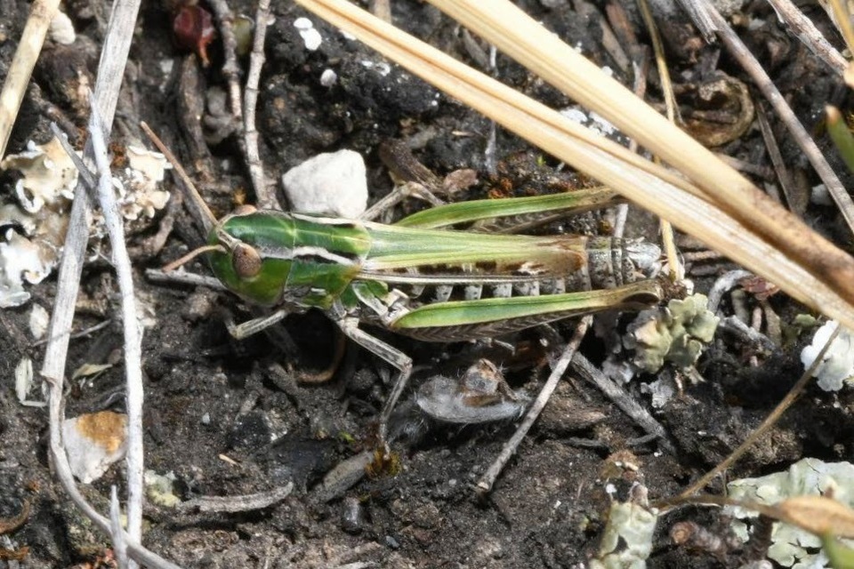 Stenobothrus nigromaculatus - sztyeppréti sáska