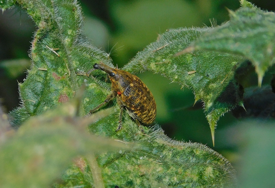 Larinus sturnus - aszat-púderbarkó