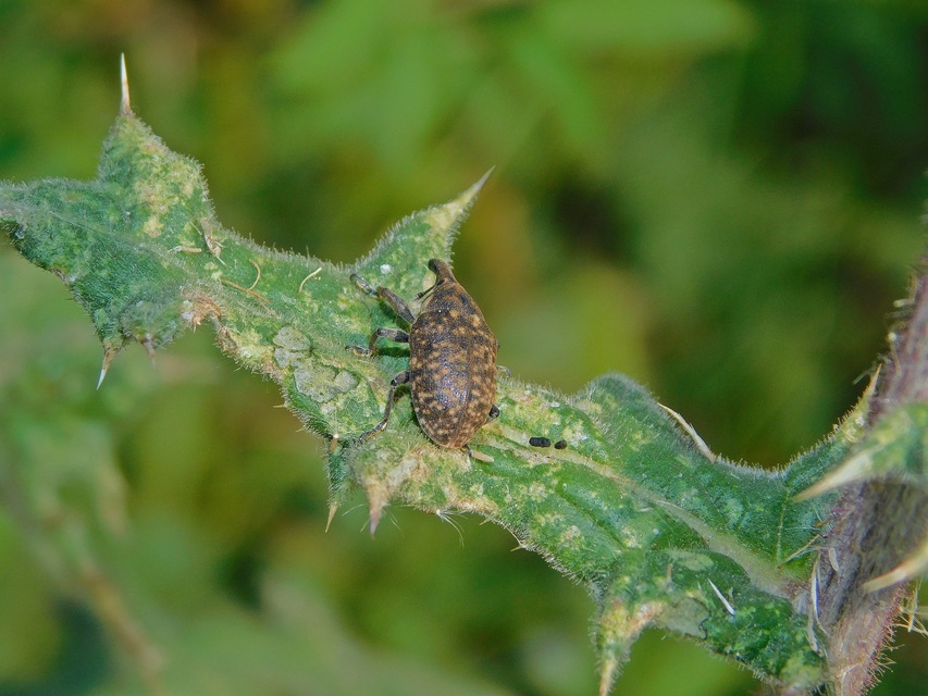 Larinus sturnus - aszat-púderbarkó