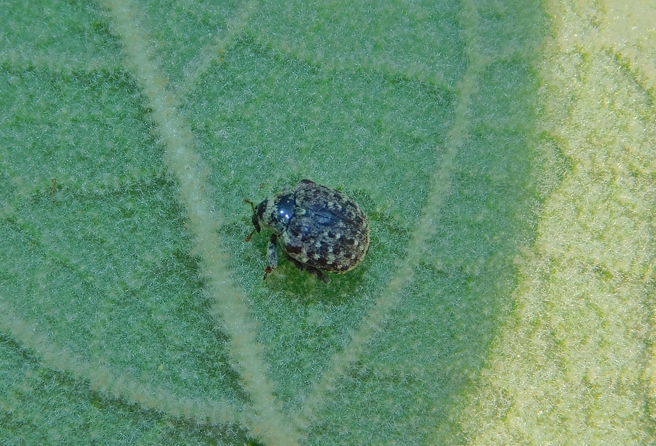 Cionus thapsus - kis ökörfarkkóró-gömbormányos