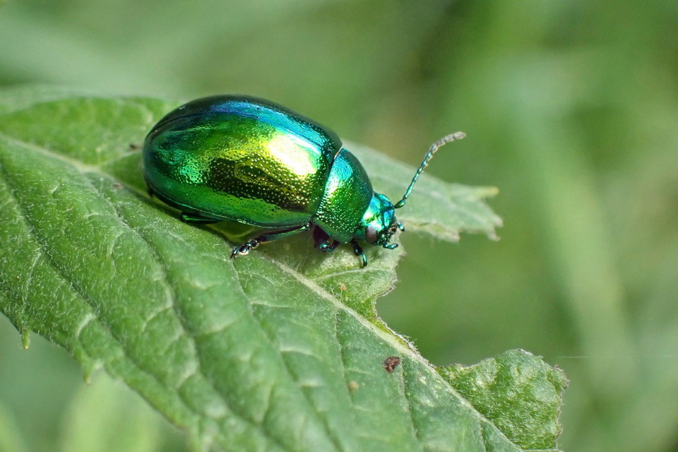 Chrysolina herbacea - zöld mentalevelész