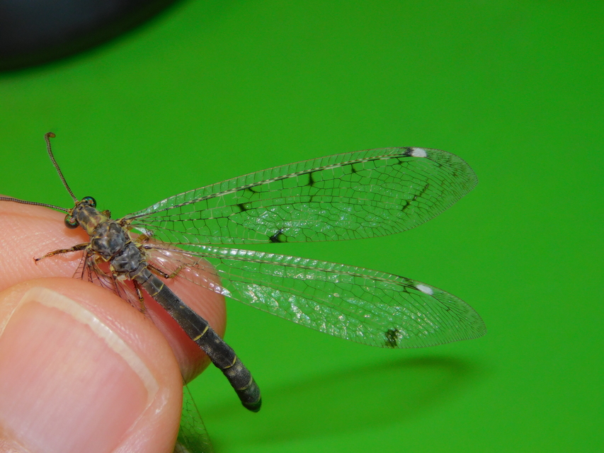 Distoleon tetragrammicus - négyfoltos hangyaleső