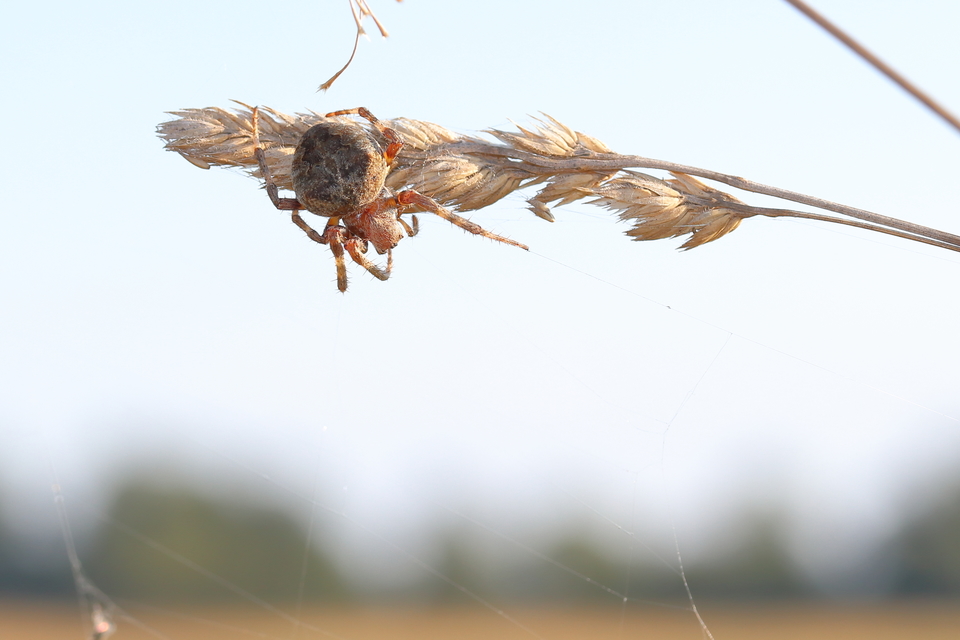 Araneus circe/angulatus