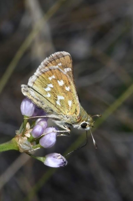 Hesperia comma - vesszős busalepke