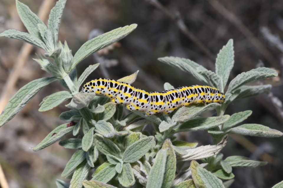 Calophasia lunula - gyújtoványfű-apróbagoly