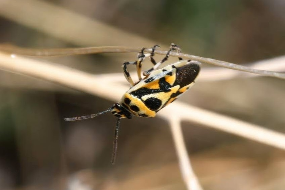 Eurydema ornata - díszespoloska