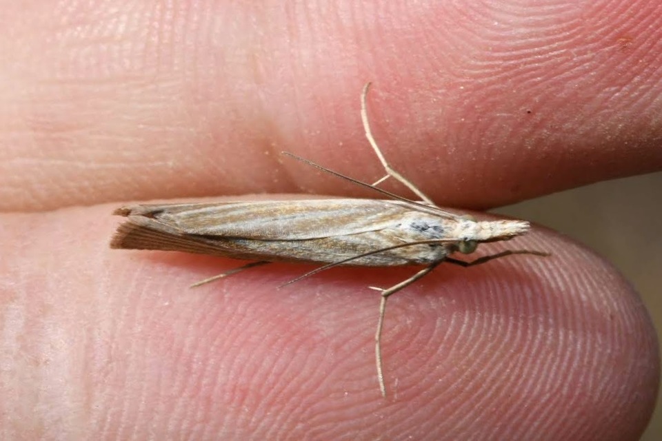Agriphila tristella - gyászos fűgyökérmoly