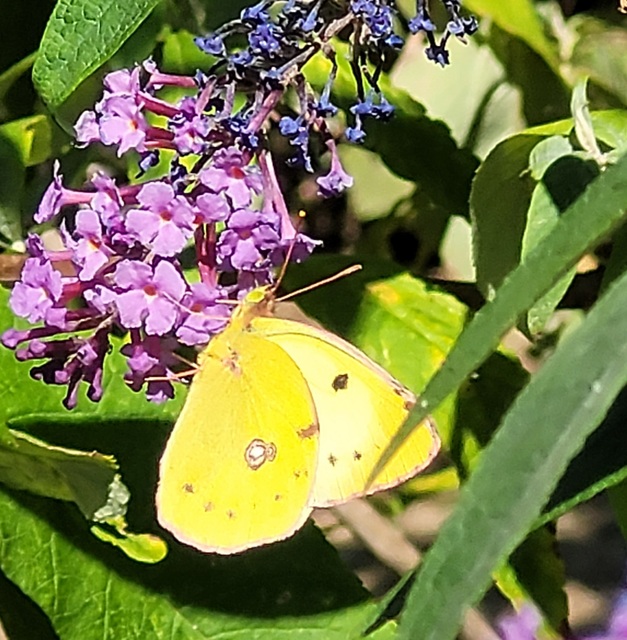 Colias alfacariensis - déli kéneslepke