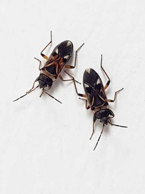 Raglius alboacuminatus - tarka díszesbodobács