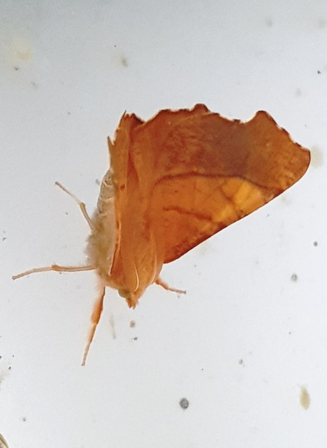 Ennomos fuscantaria - kőris-levélaraszoló
