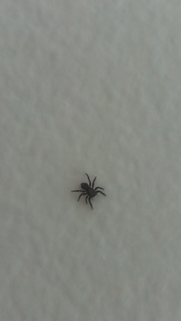 Pseudeuophrys