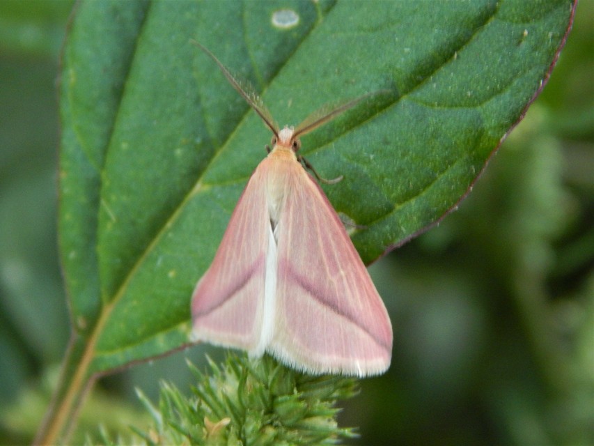 Rhodometra sacraria - rózsacsíkos araszoló