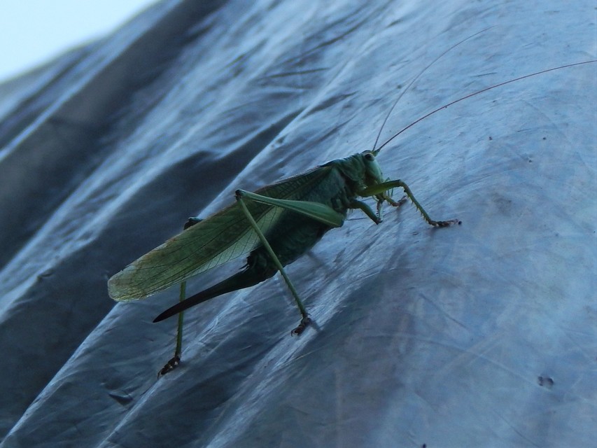 Tettigonia viridissima - zöld lombszöcske
