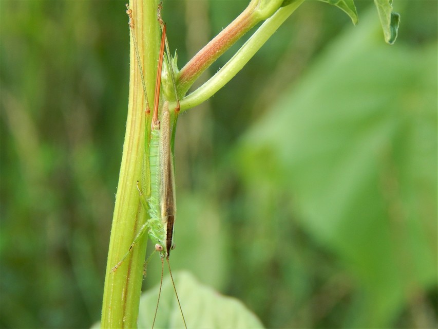Conocephalus fuscus - kis kúpfejűszöcske