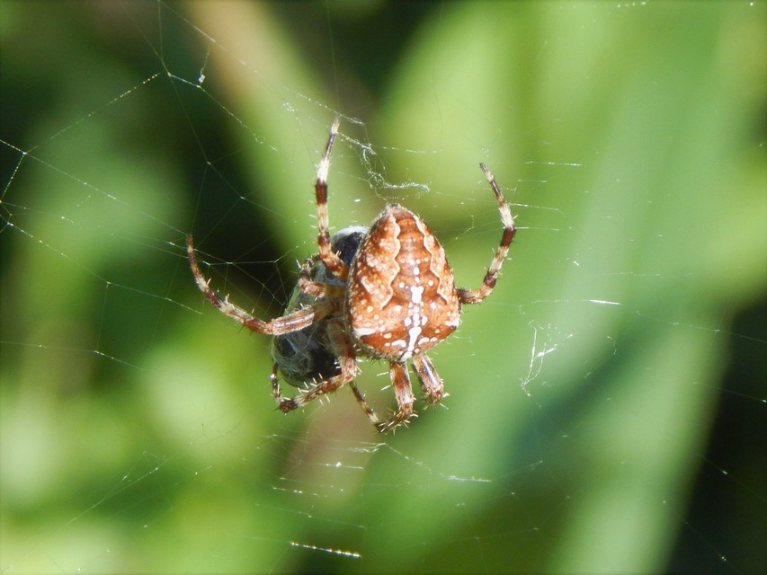 Araneus diadematus - koronás keresztespók