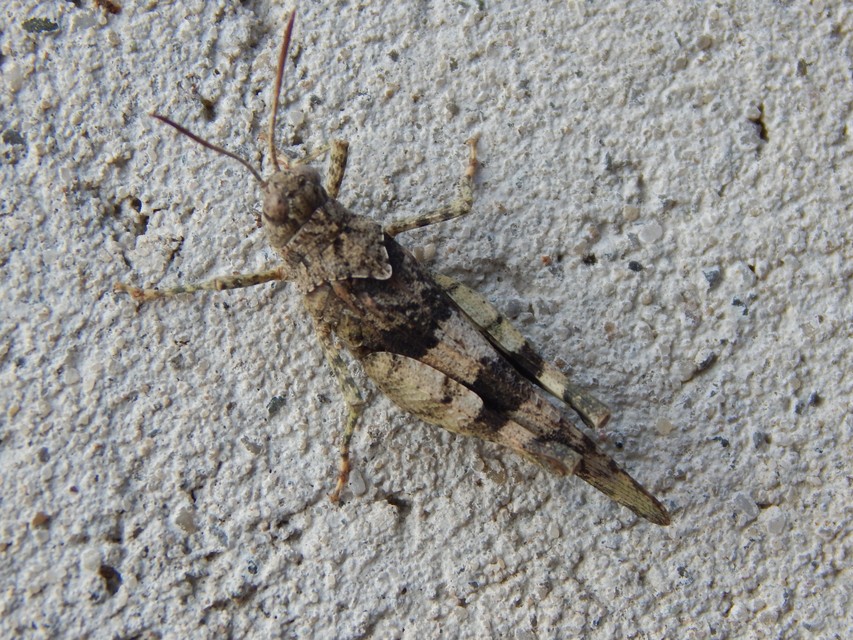 Oedipoda caerulescens - kékszárnyú sáska