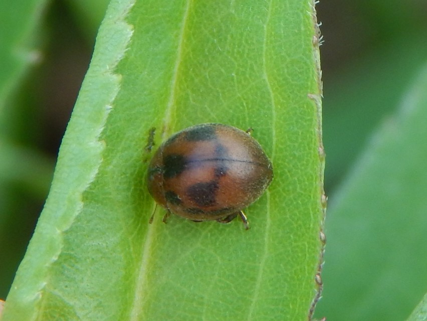 Cynegetis impunctata - pázsitfűböde
