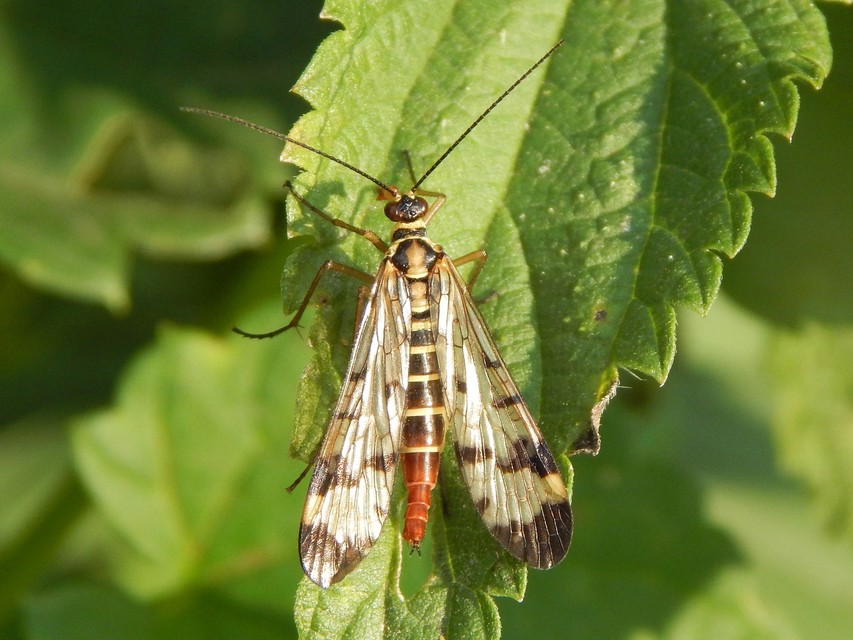 Mecoptera - Csőrösrovarok