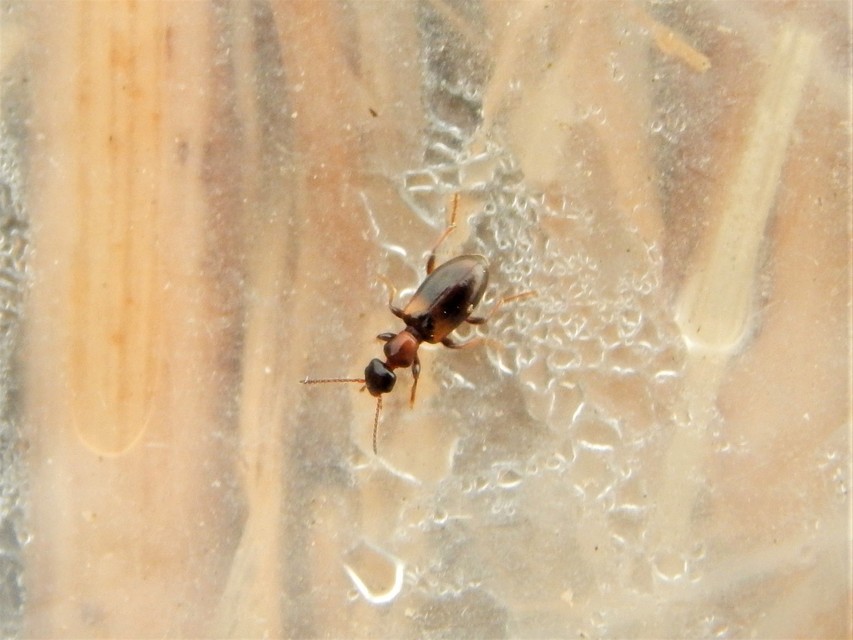 Omonadus formicarius - simanyakú fürgebogár