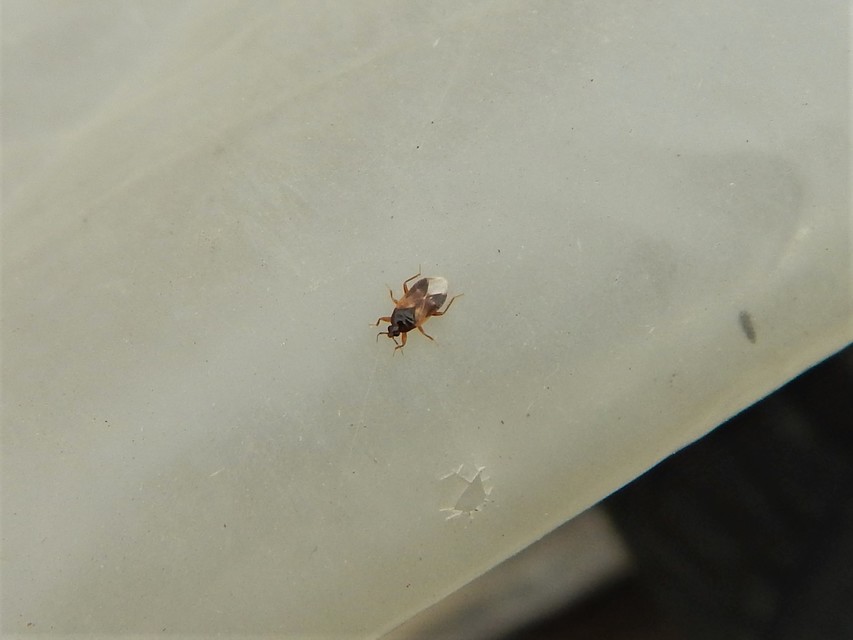 Heteroptera - Poloskák