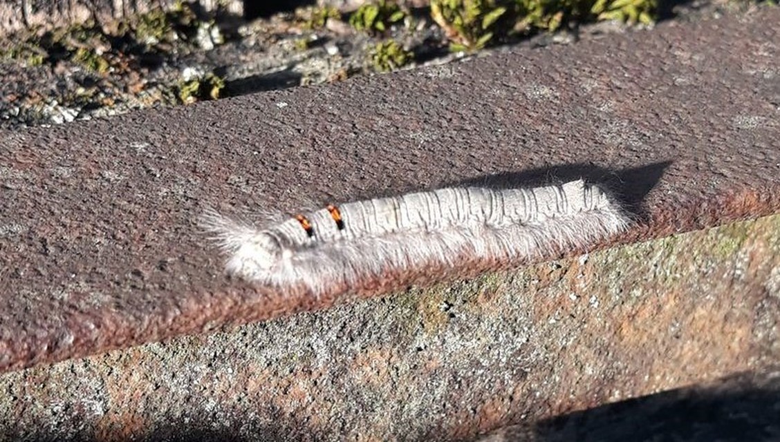 Phyllodesma tremulifolia - nyárlevélpohók