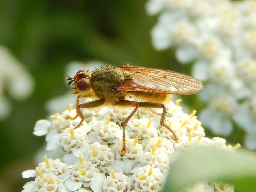 Scathophaga stercoraria - közönséges trágyalégy